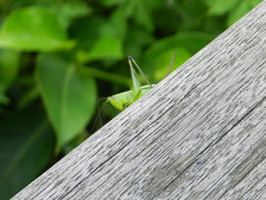 Conocephalus gigantius