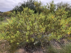 Acacia bivenosa