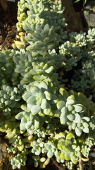 Sedum clavatum