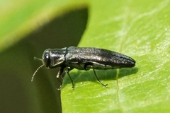 Agrilus derasofasciatus