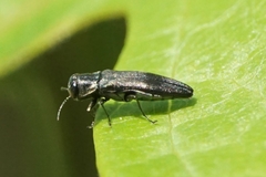 Agrilus derasofasciatus