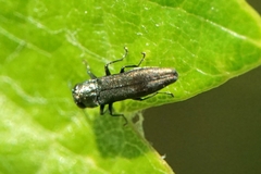 Agrilus derasofasciatus