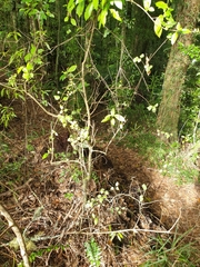 Clematis cunninghamii