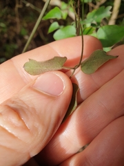 Clematis cunninghamii