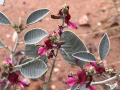 Indigofera monophylla