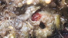 Discorsopagurus schmitti