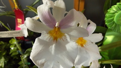 Miltoniopsis