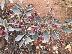 Indigofera monophylla