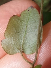 Clematis cunninghamii