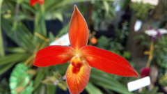 Phragmipedium