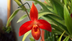 Phragmipedium