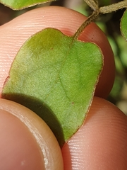 Clematis cunninghamii