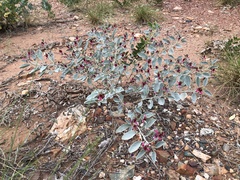 Indigofera monophylla