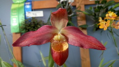 Phragmipedium