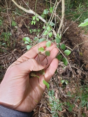 Clematis cunninghamii