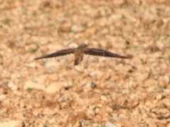 Melanocorypha calandra