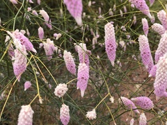 Ptilotus calostachyus