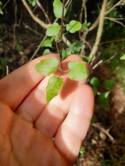Clematis cunninghamii