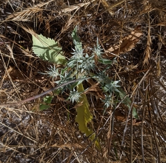 Eryngium armatum