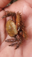 Briarosaccus tenellus