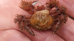 Briarosaccus tenellus