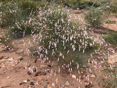 Ptilotus calostachyus