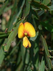 Bossiaea milesiae