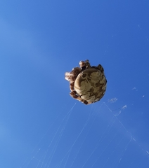 Araneus grossus