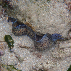 Gymnothorax annasona