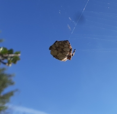 Araneus grossus
