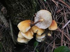 Flammulina mexicana