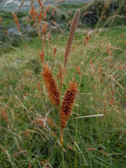 Carex clavata