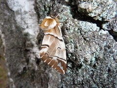 Endromis versicolora