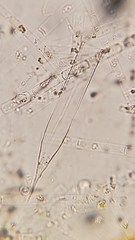Helicostomella