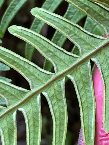 Pteris terminalis