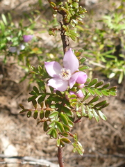 Boronia microphylla