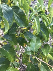 Colubrina oppositifolia