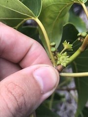 Colubrina oppositifolia