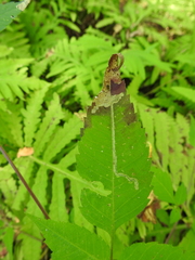 Liriomyza carphephori