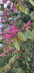 Bauhinia × blakeana