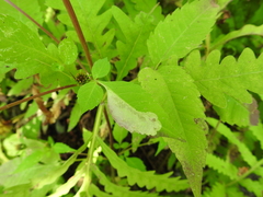 Liriomyza carphephori