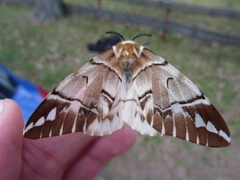 Endromis versicolora