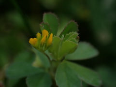 Trifolium micranthum