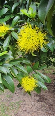 Xanthostemon chrysanthus