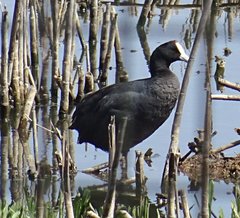 Fulica cristata