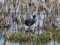 Fulica cristata