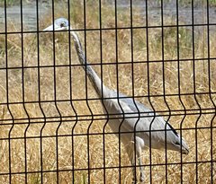 Ardea melanocephala