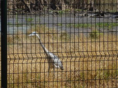 Ardea melanocephala