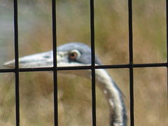Ardea melanocephala