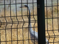 Ardea melanocephala